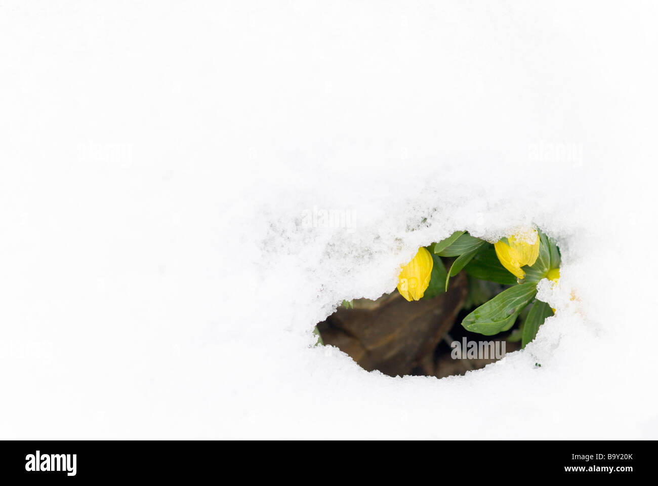 ERANTHIS HYEMALIS RECOUVERT DE NEIGE, ANGLETERRE Banque D'Images