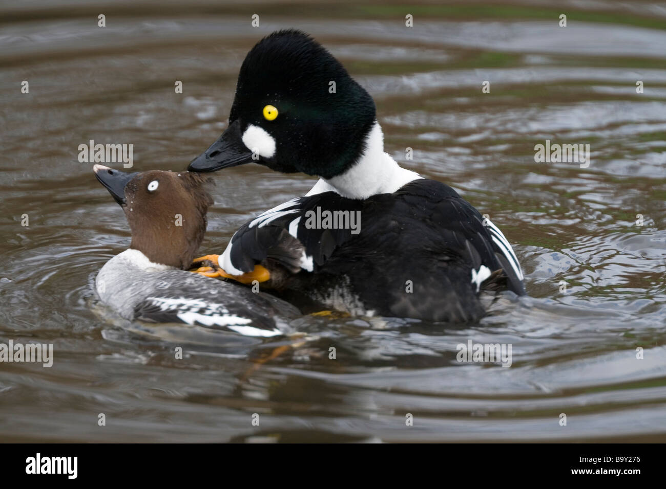 Le garrot à œil d'or (Bucephala clangula) tenter de s'accoupler. Banque D'Images