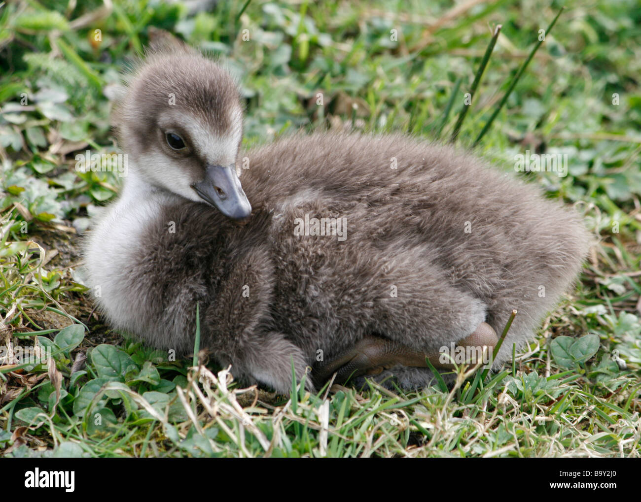 Hawaiian goose ou nene chick (Branta sandvicensis) à Martin simple WWT dans le Lancashire. Banque D'Images