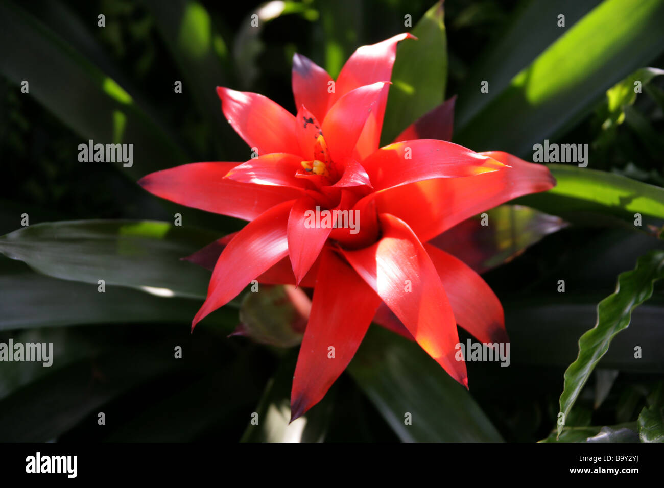 Le Droophead Airplant ou Scarlet Star Guzmania lingulata, Broméliacées, Bromeliaceae Banque D'Images