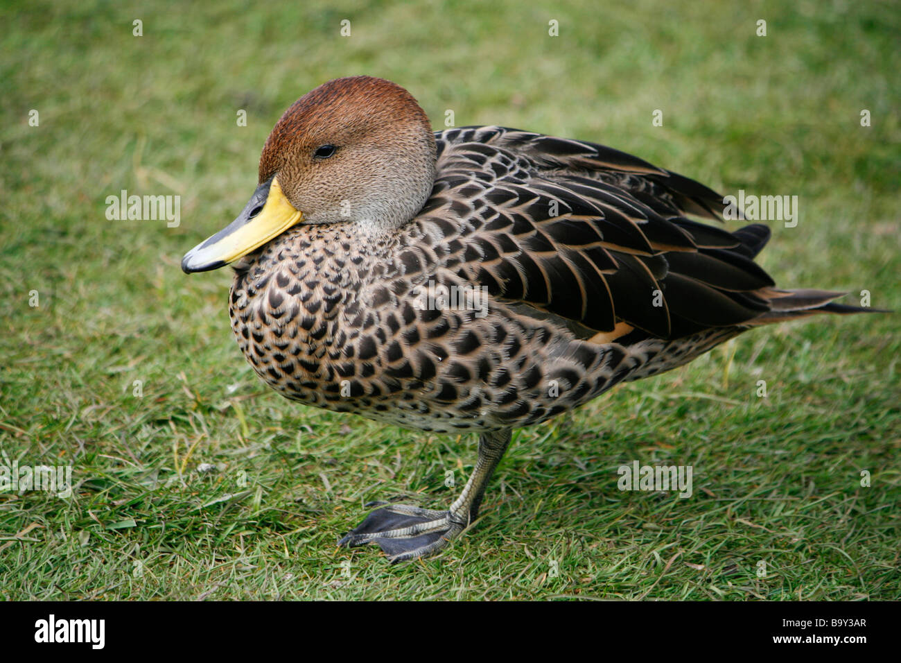 Brown adultes canard pilet (Anas georgica spinicauda) reposant sur une jambe à Martin simple WWT au printemps. Banque D'Images