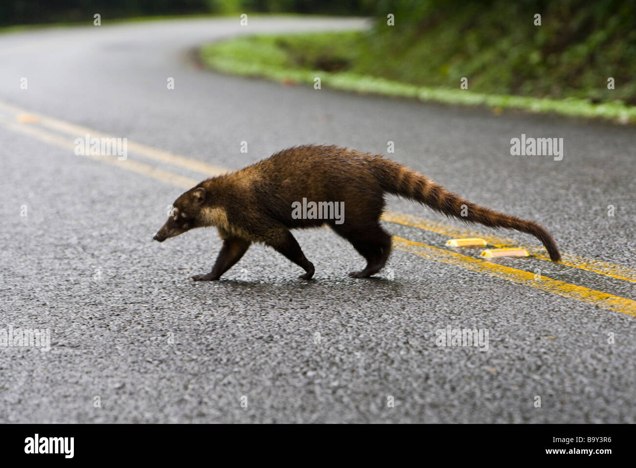 A White-nosed coati (Nasua narica) dans la route autour du lac Arenal, Costa Rica. Banque D'Images