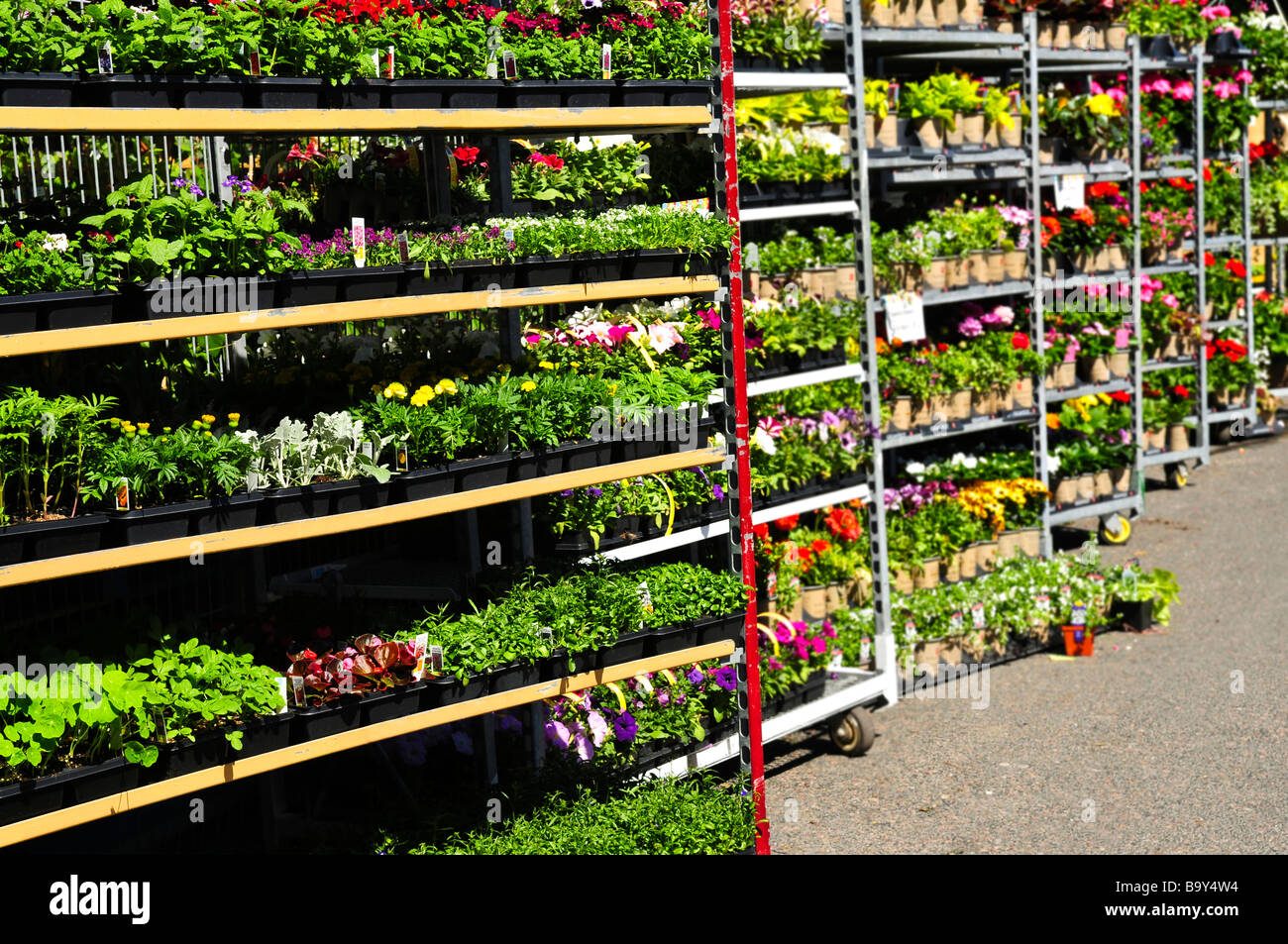 Fleurs et plantes à vendre à la plantation au printemps Banque D'Images