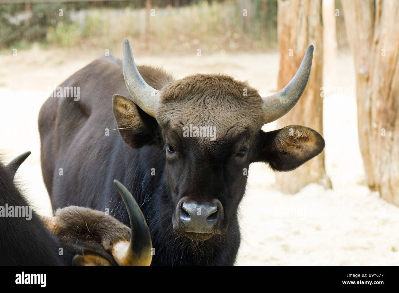 Gaur (Bos gaurus) Banque D'Images