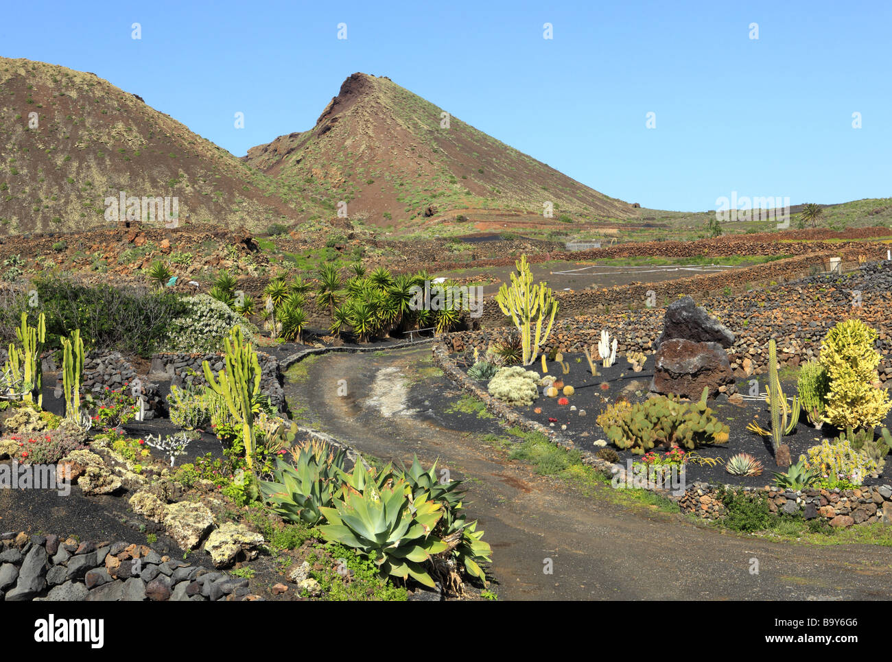 Cactus de Lanzarote dans le désert avec des montagnes Banque D'Images