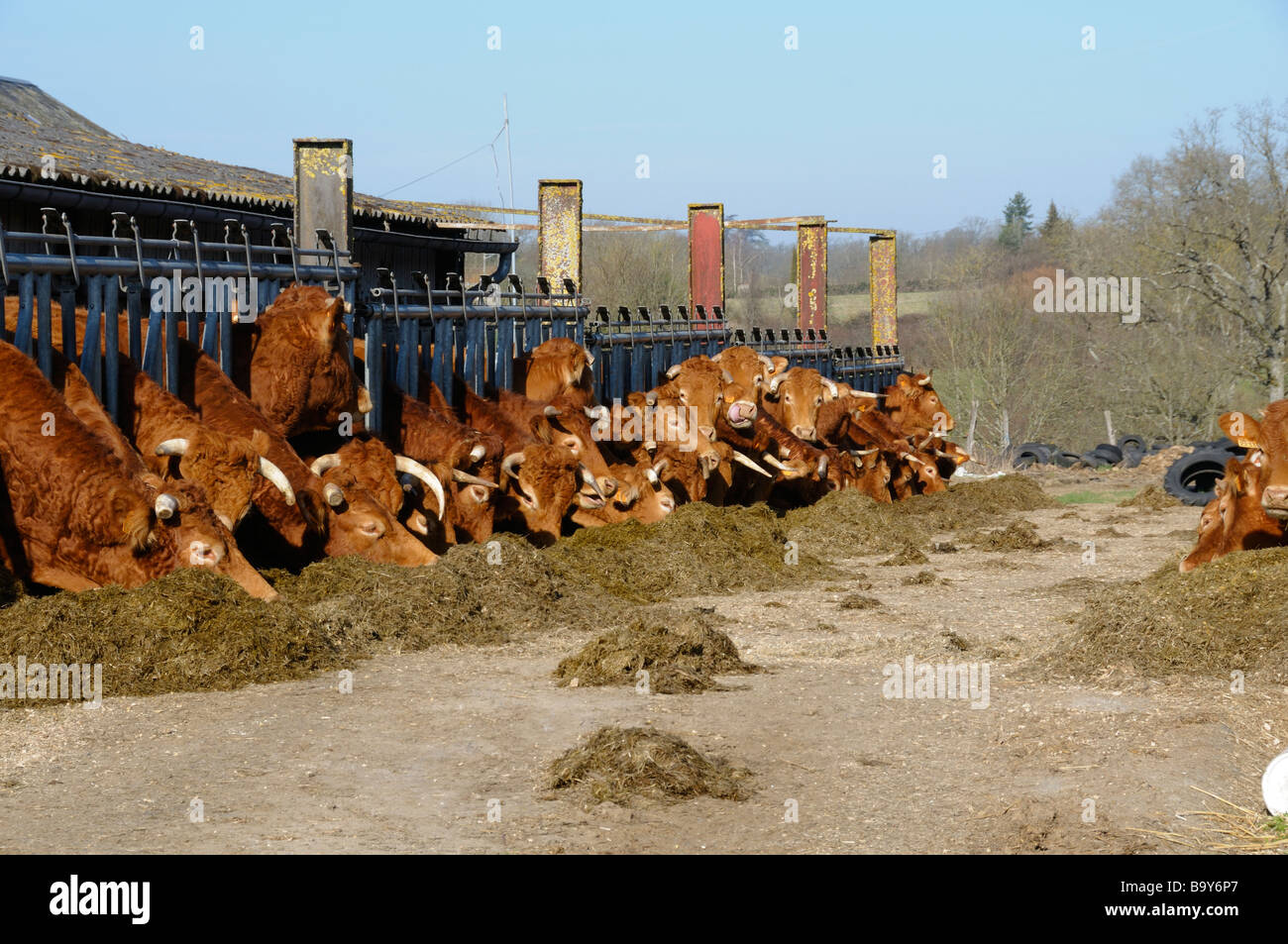 Stock photo du Limousin les vaches se nourrissant de la ferme La photo a été prise dans la région de France Banque D'Images