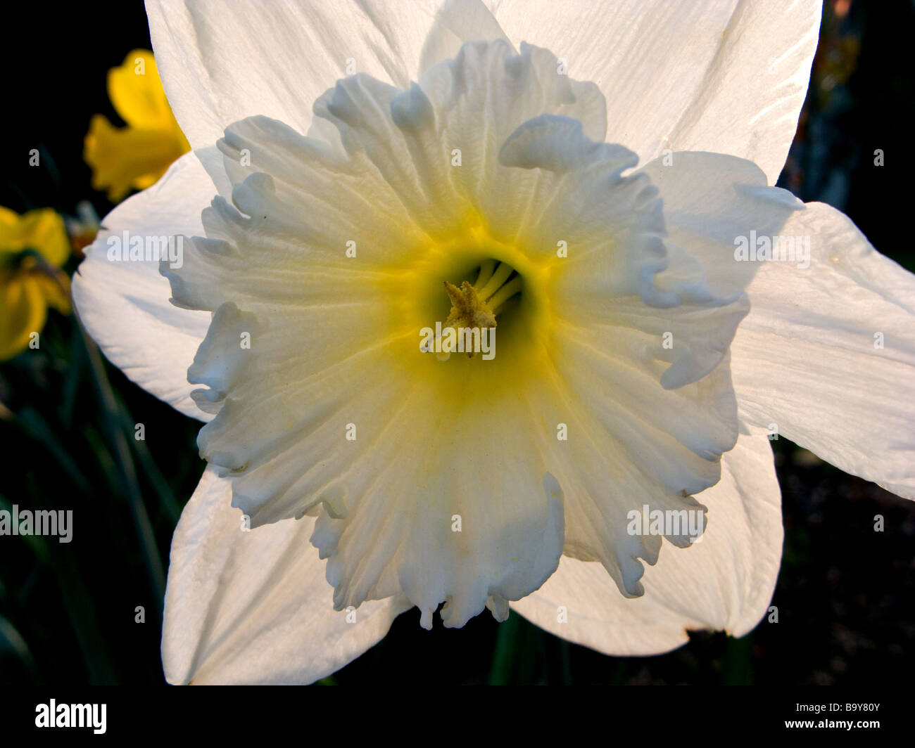 Narcisse, Doffodil est le nom botanique pour un genre d'hardy principalement, pour la plupart, les bulbes à floraison printanière. Banque D'Images