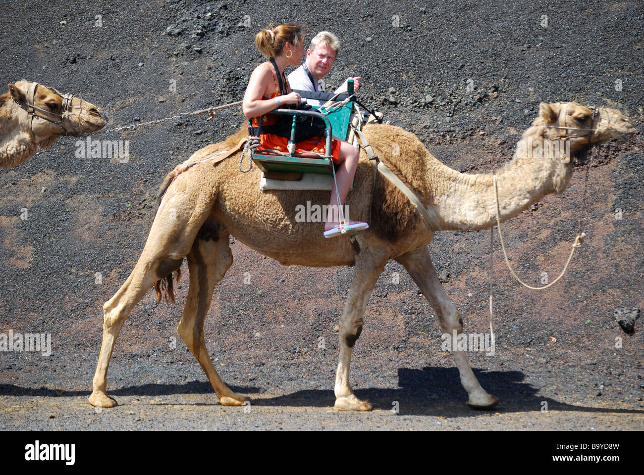 Promenades en chameau, le Parc National de Timanfaya, Lanzarote, îles Canaries, Espagne Banque D'Images