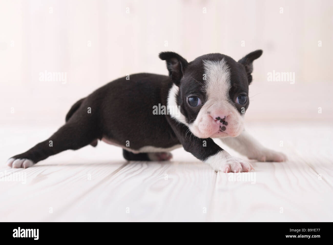 Boston terrier couché Banque D'Images