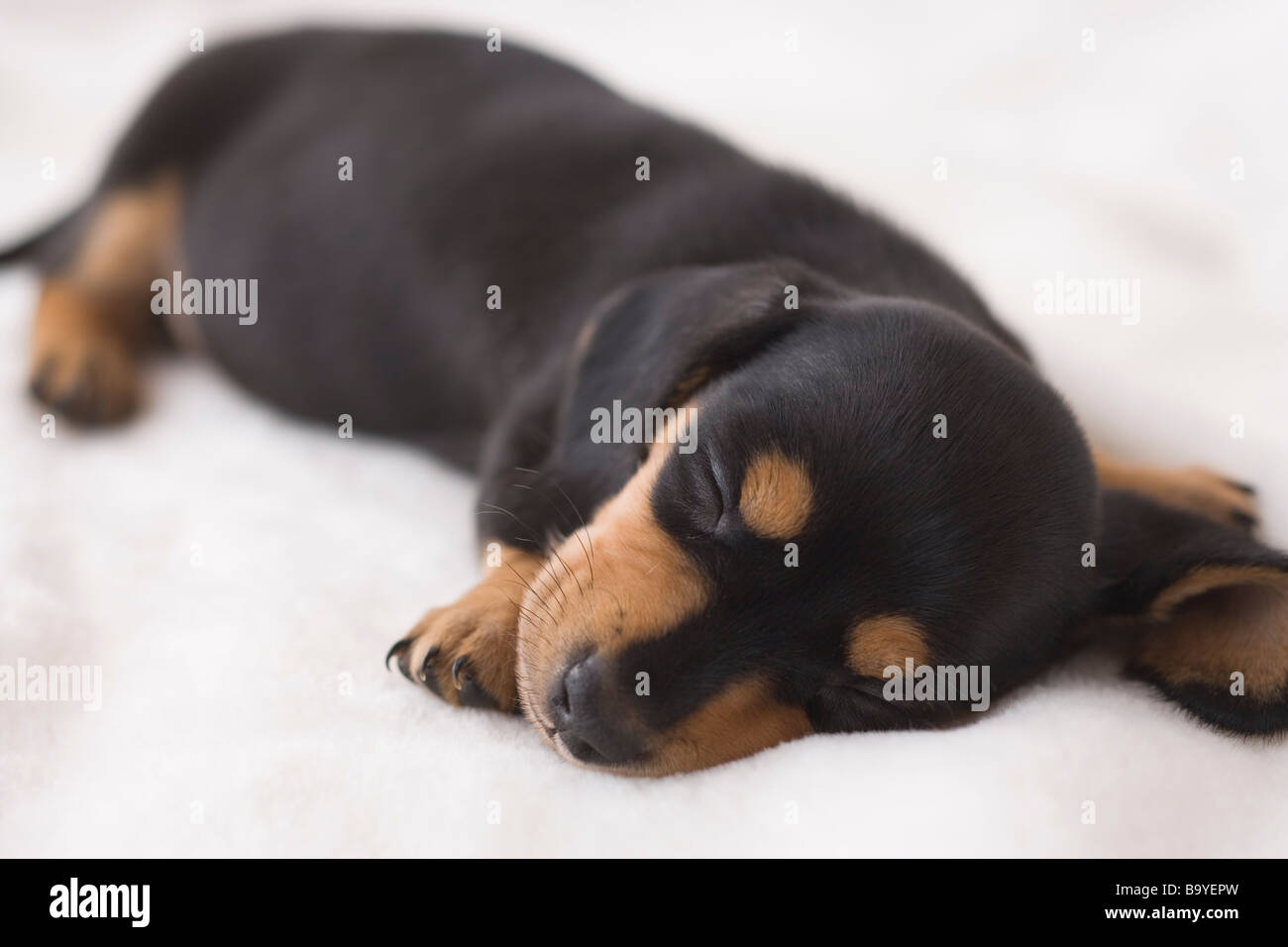 Teckel miniature dormir sur une couverture Banque D'Images