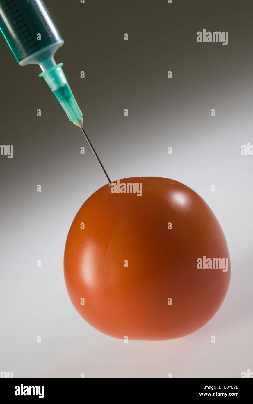 La tomate est injecté pour montrer les produits génétiquement modifiés Banque D'Images