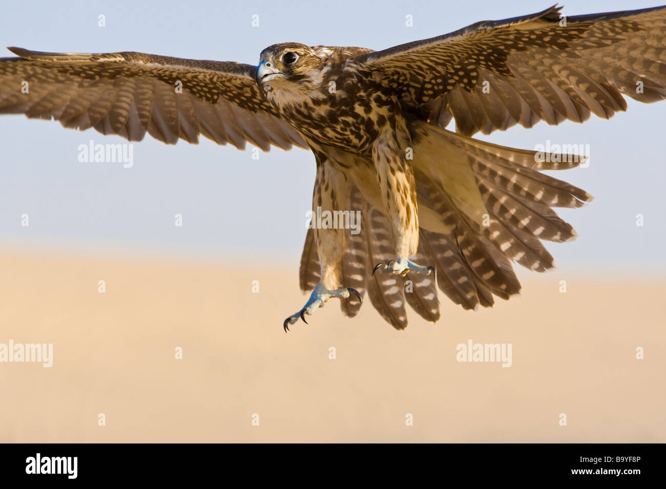 Un pèlerin venant pour la tuer d'une balle dans un endroit désert du Moyen-Orient Banque D'Images