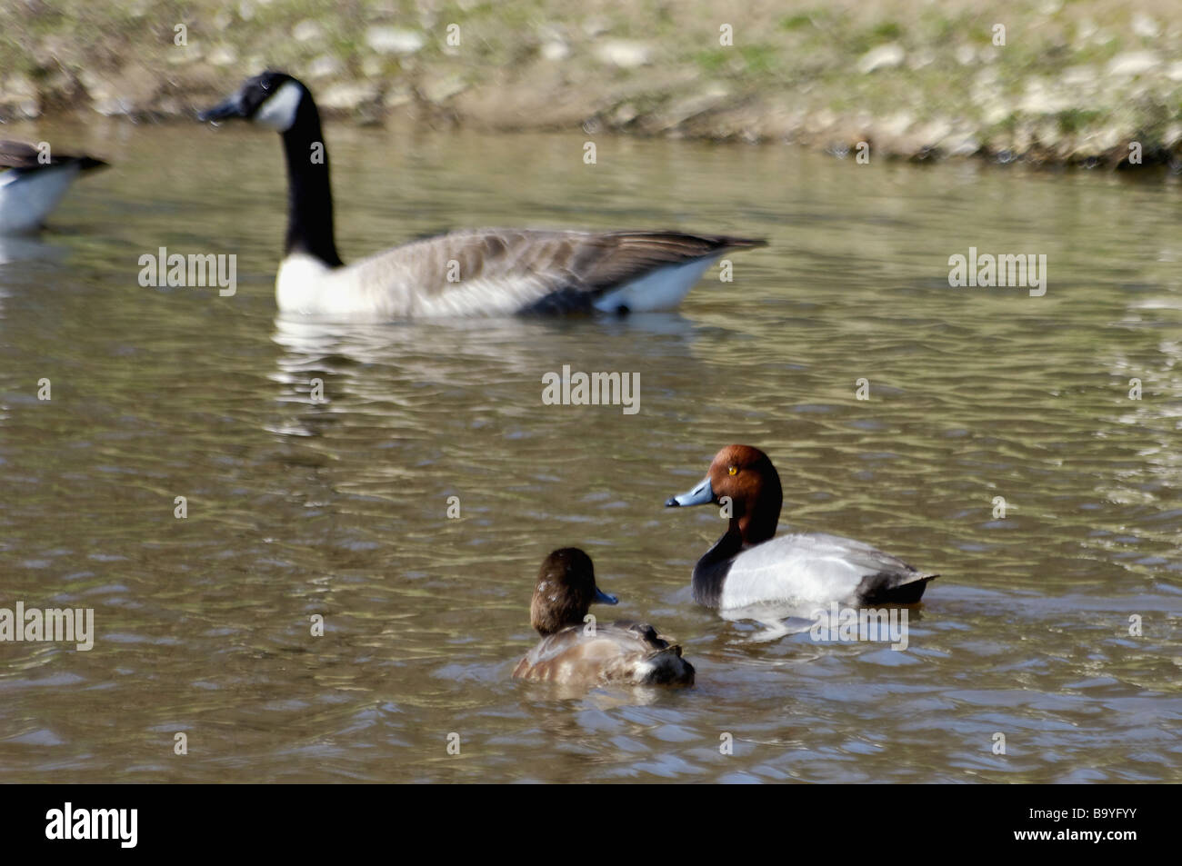 recherche canada goose recherche canada goose