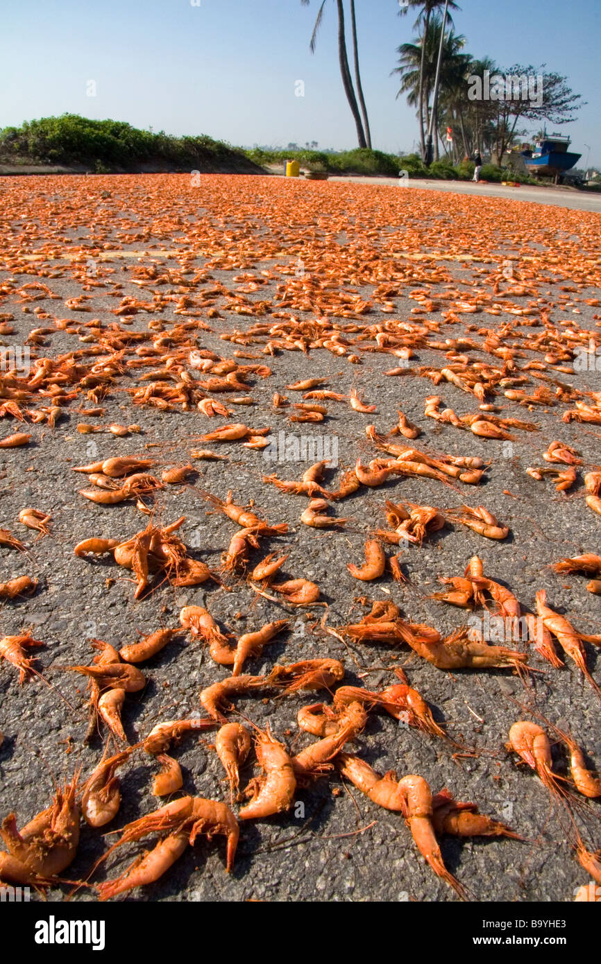 Les crevettes séchée sur un parking près de la ville portuaire de Da Nang Vietnam Banque D'Images