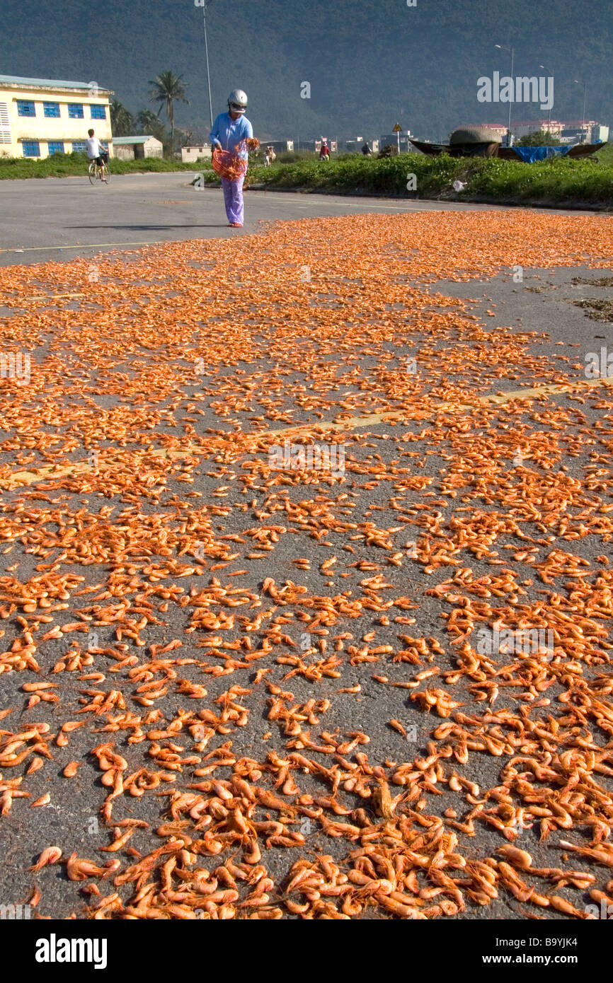 Les crevettes séchée sur un parking près de la ville portuaire de Da Nang Vietnam Banque D'Images