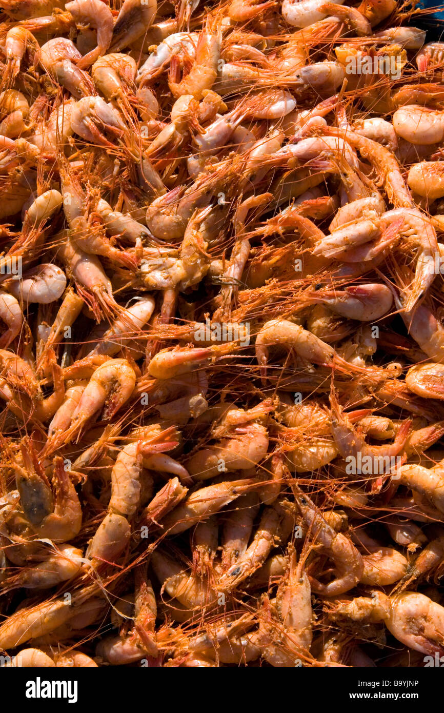 Les crevettes séchée sur un parking près de la ville portuaire de Da Nang Vietnam Banque D'Images