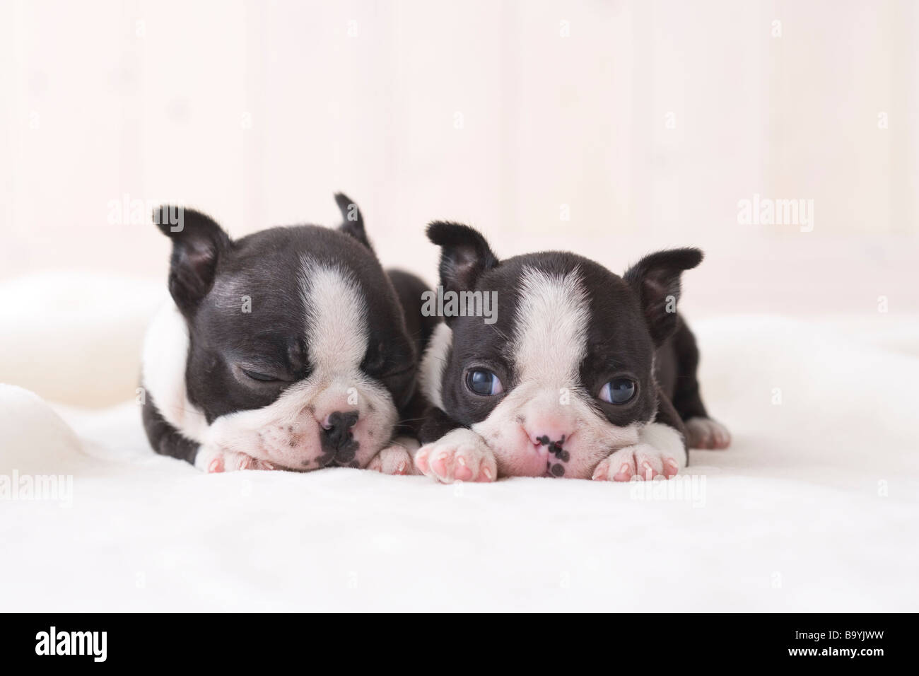 Deux siestes boston terrier Banque D'Images