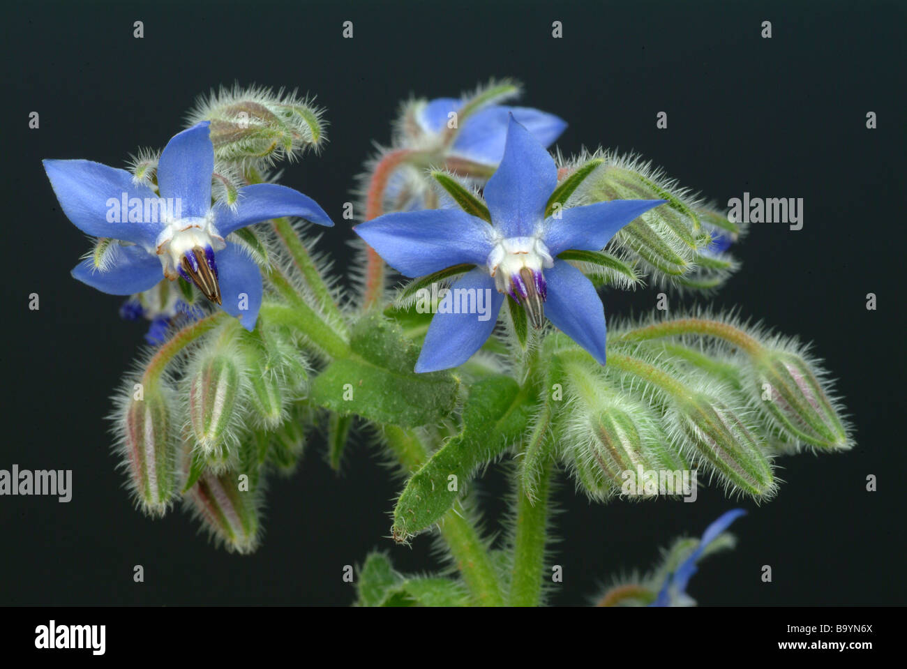 Plantes médicinales Bourrache Borago officinalis Borretsch Banque D'Images