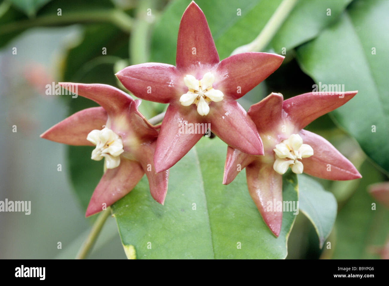 Plante mellifère, Waxplant (Hoya imperialis), trois fleurs Banque D'Images