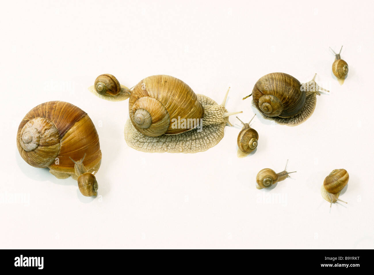 Escargot romain, les escargots escargot, escargots (Helix pomatia), plusieurs individus d'âge différent, studio photo Banque D'Images