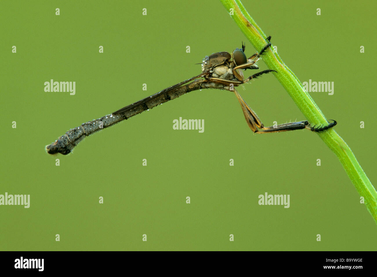 Robber Fly (Asilidae), des profils accroché à une tige Banque D'Images