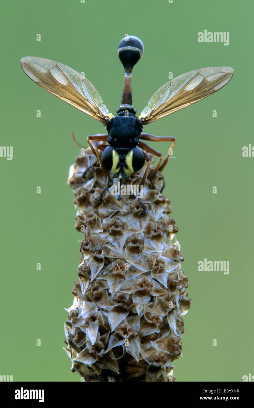 Voler à tête épaisse (Physocephala nigra) sur une tête de semences Banque D'Images