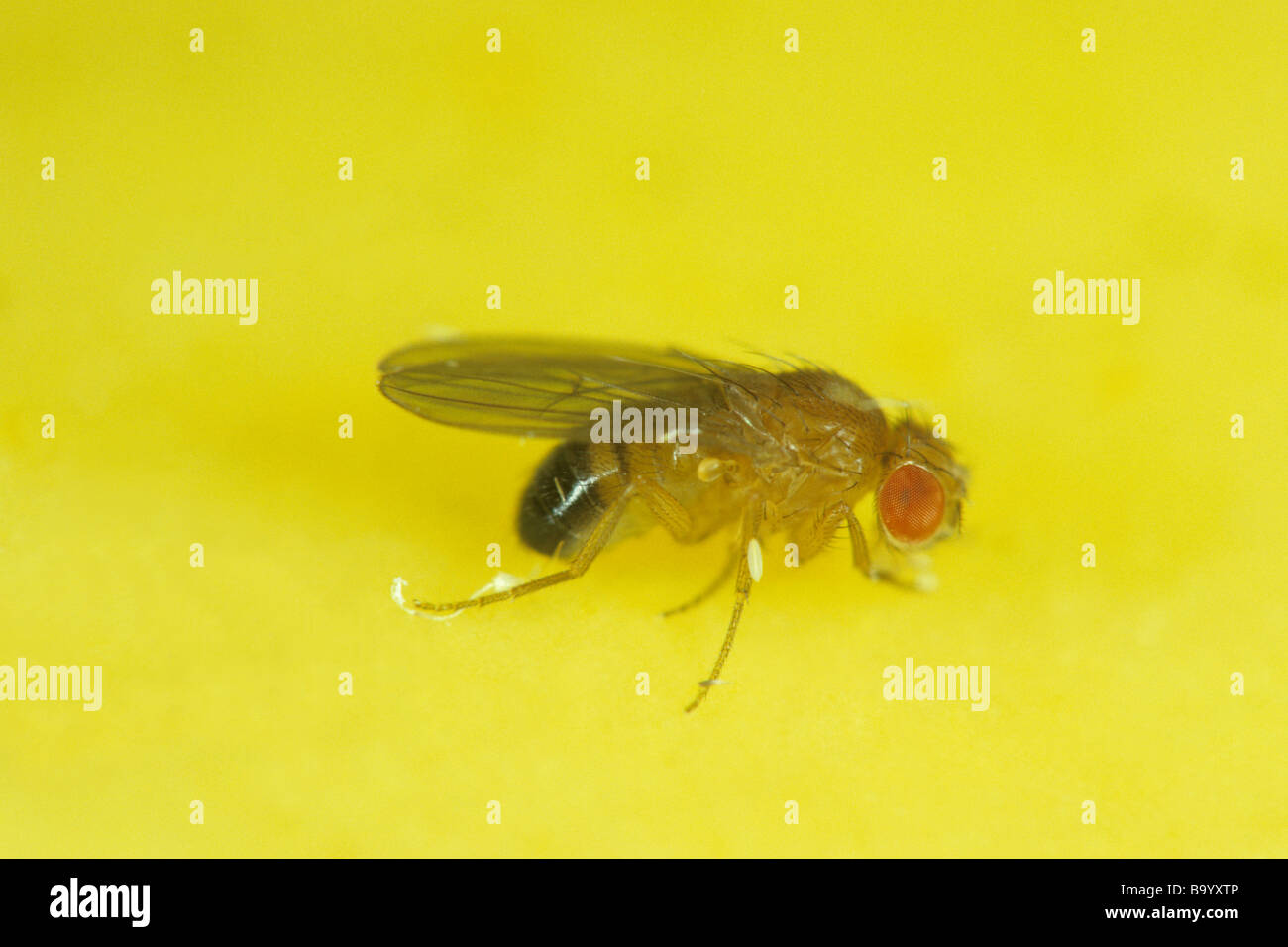 Mouche du vinaigre, Drosophila melanogaster (Fly) assis sur une banane Banque D'Images