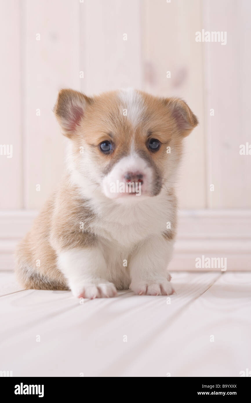 Pembroke Welsh Corgi assis Banque D'Images