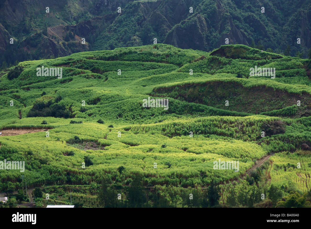 Paysage de montagne verdoyante, sur l'île de la réunion en Afrique Banque D'Images