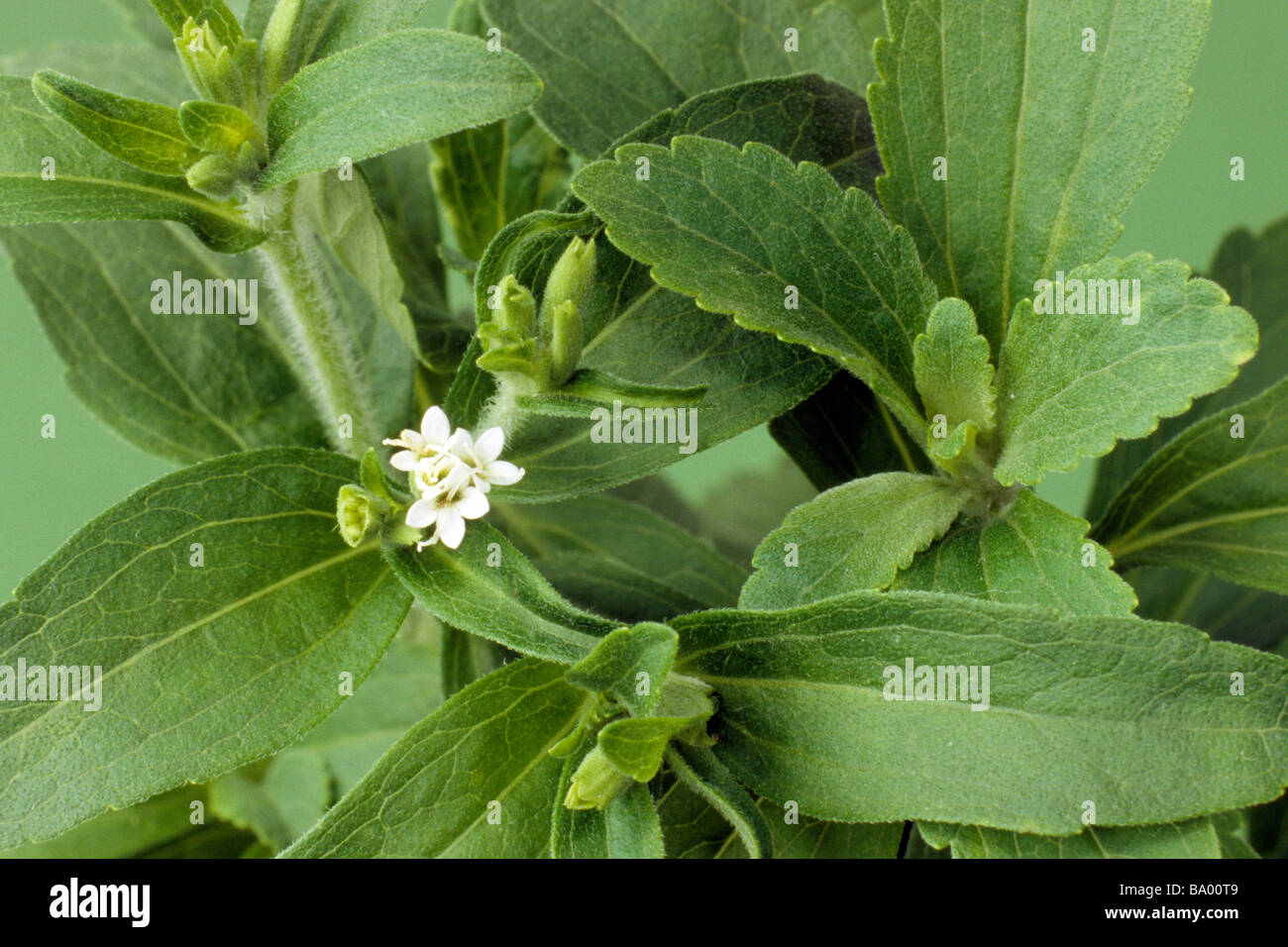 Sweet Leaf du Paraguay (Stevia rebaudiana), la floraison Banque D'Images