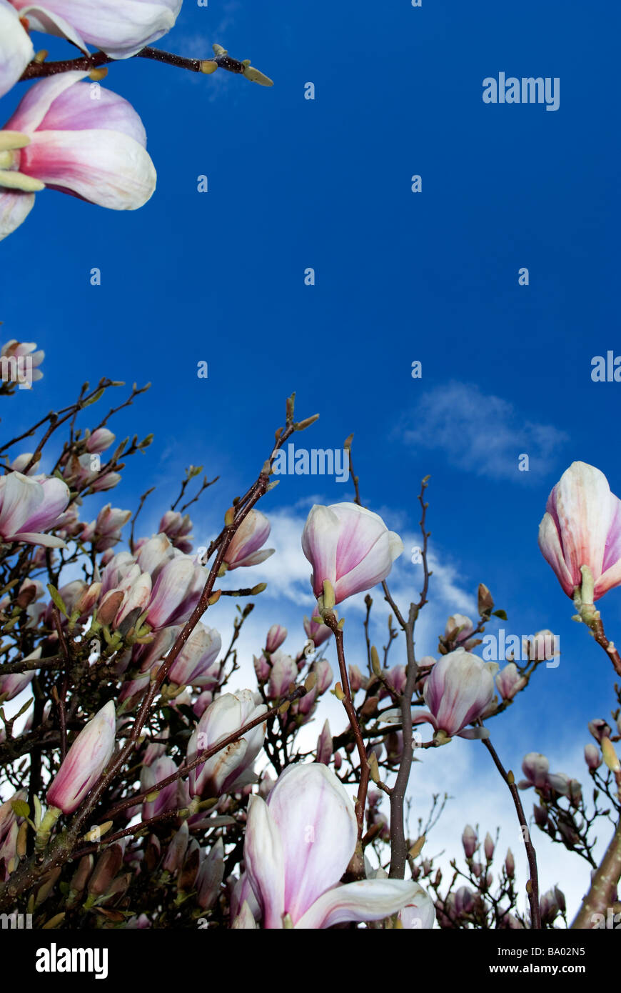 Arbre en fleur de Magnolia magnolia à fleurs bleu ciel assombrit plus du printemps à la fin de la saison d'été à la fin 11 Banque D'Images