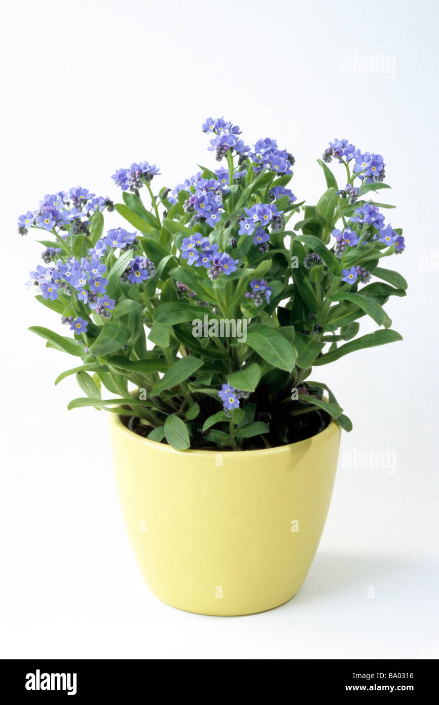 Forget-me-not (Myosotis sp.), plante en pot, studio photo Photo Stock -  Alamy
