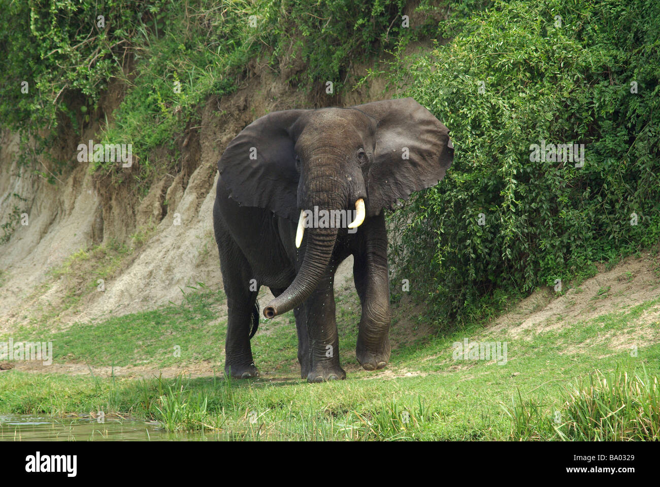 African Elephant - Loxodonda africana Banque D'Images