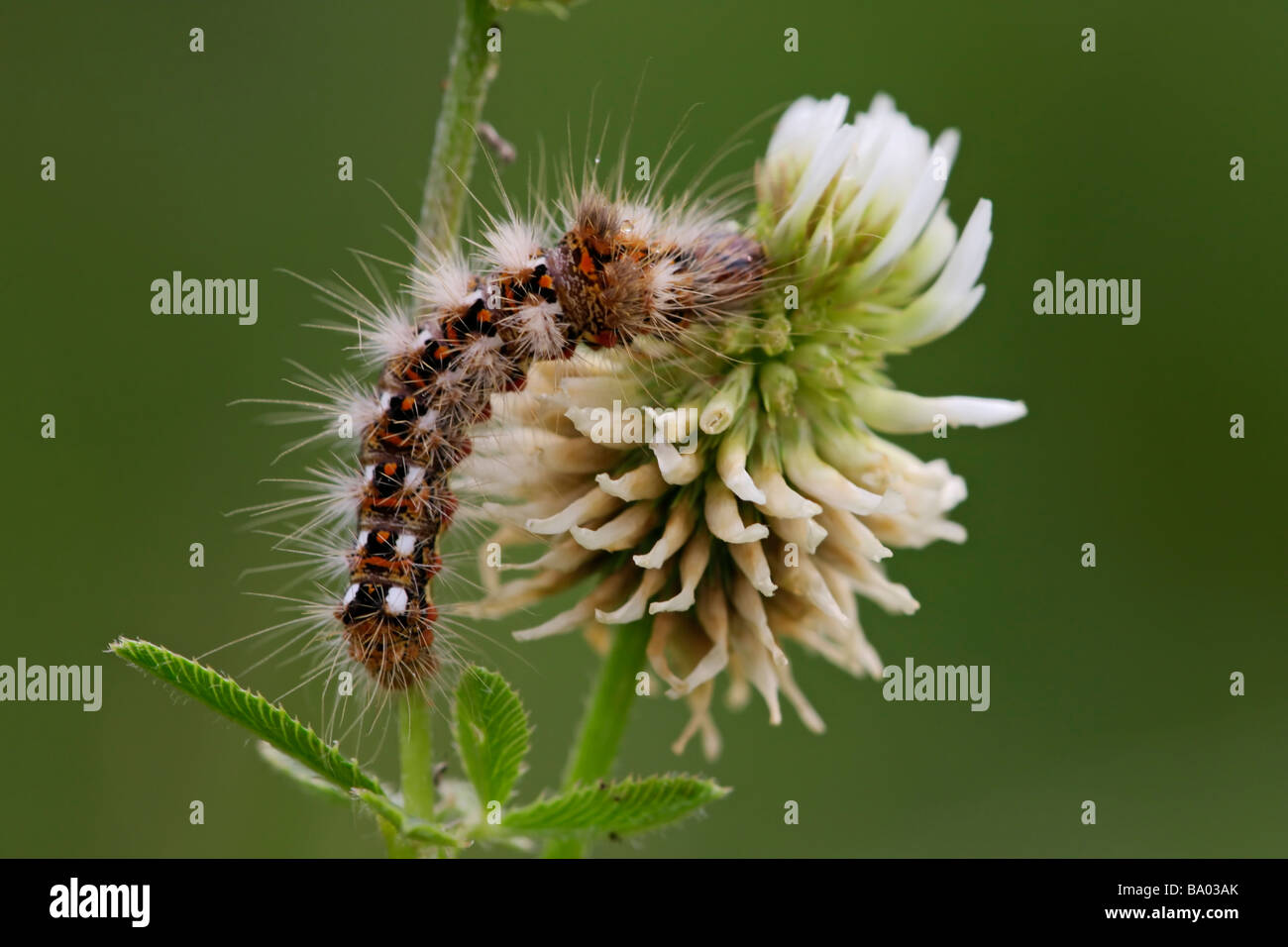 chenille d'herbe nouée (Acronicta rumicis) se nourrissant de fleur de trèfle de montagne blanche, vue de haut en bas. Banque D'Images