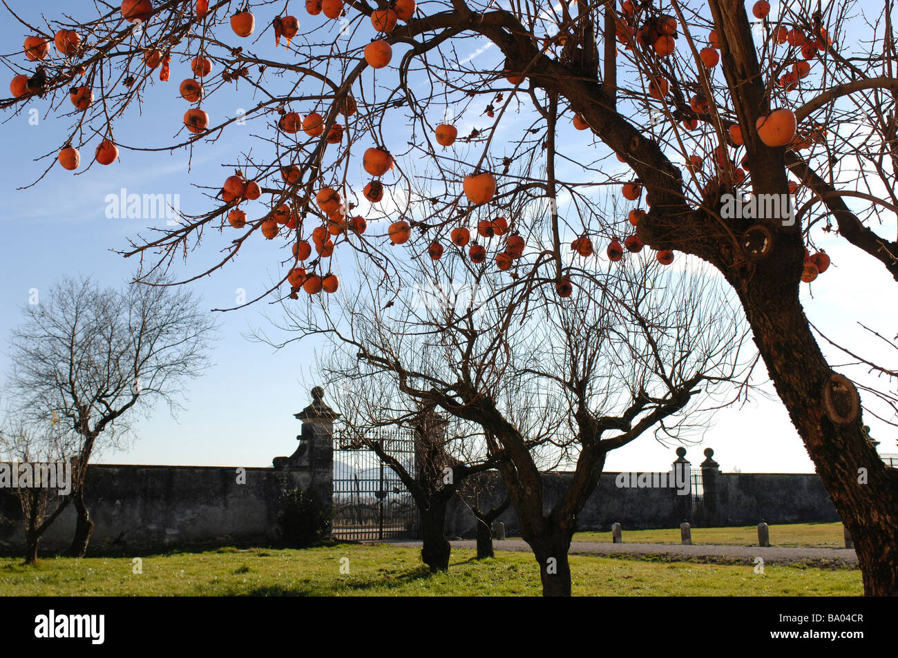 Un arbre fruitier kaki ou sharon dans le parc d'un palais vénitien, dans le Nord de l'Italie Banque D'Images