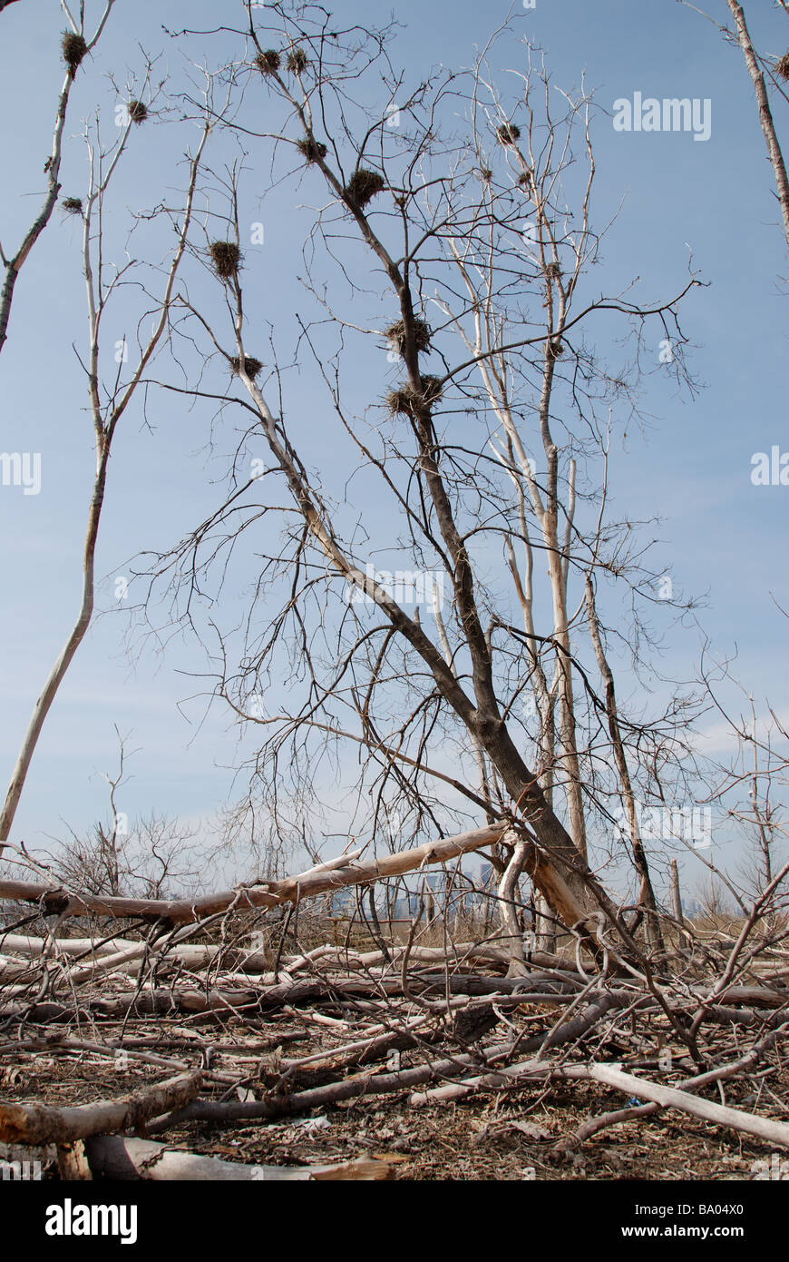 De grandes colonies de cormorans sur le front de mer de Toronto Leslie Spit sont maintenant considérées comme des ravageurs en raison des dommages que leurs excréments infligent aux arbres locaux. Banque D'Images