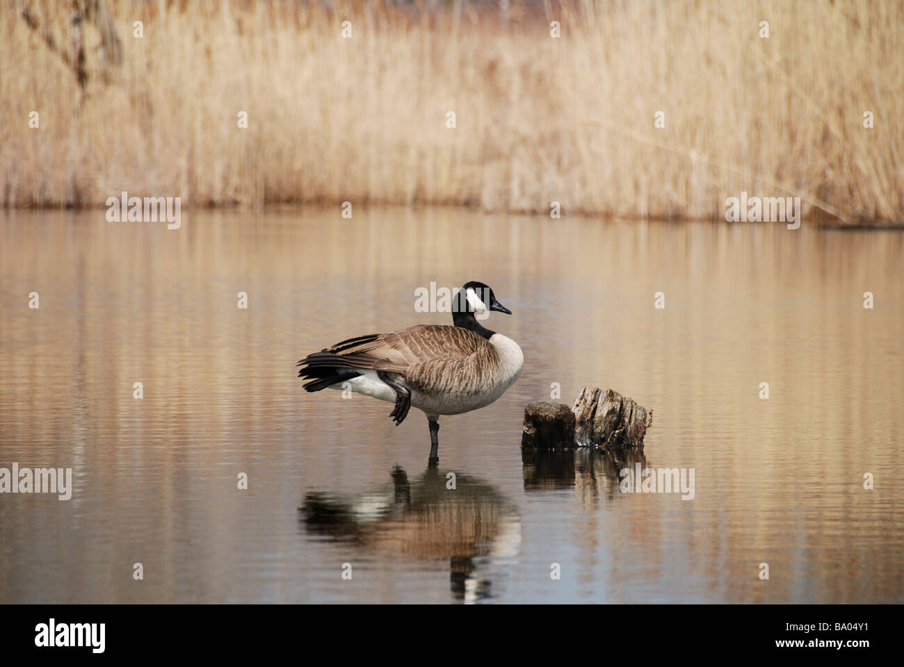 Une oie canadienne se reposant dans un étang à Leslie Street Spit, un sanctuaire d'oiseaux à l'homme près du centre de Toronto Banque D'Images