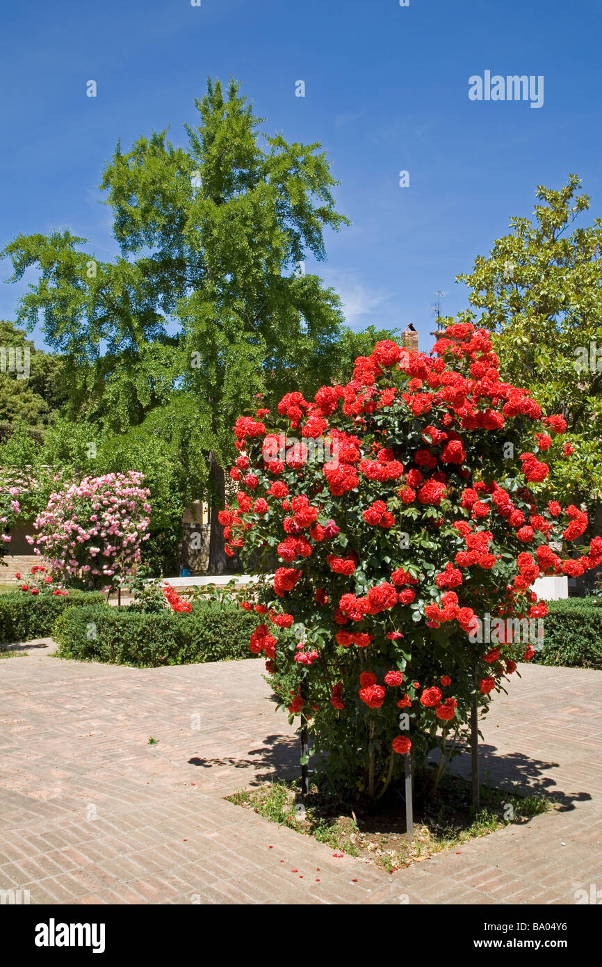 Rose Garden San Quirico d Orcia Banque D'Images