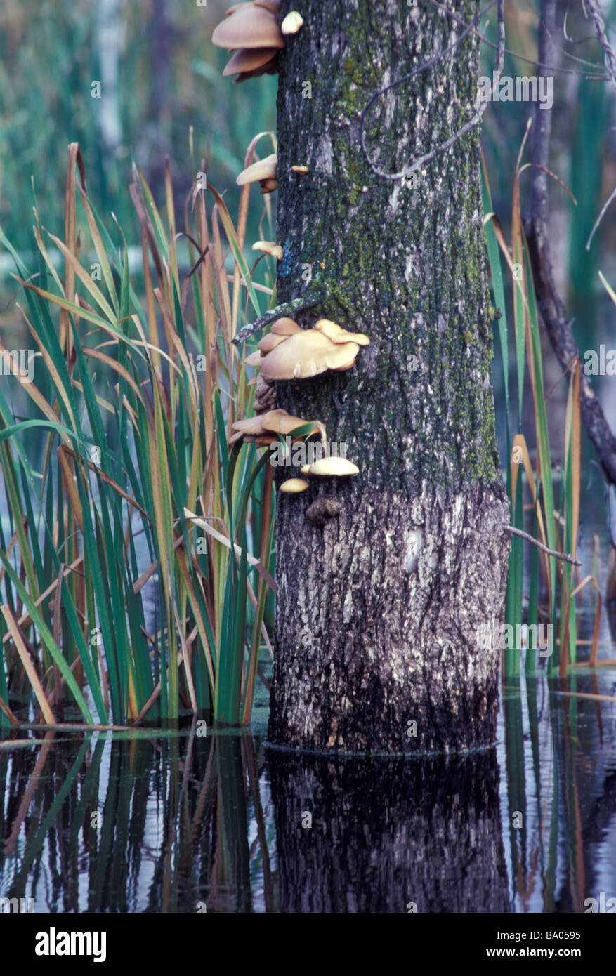 Les champignons growing on tree in Sherburne National Wildlife Refuge Banque D'Images