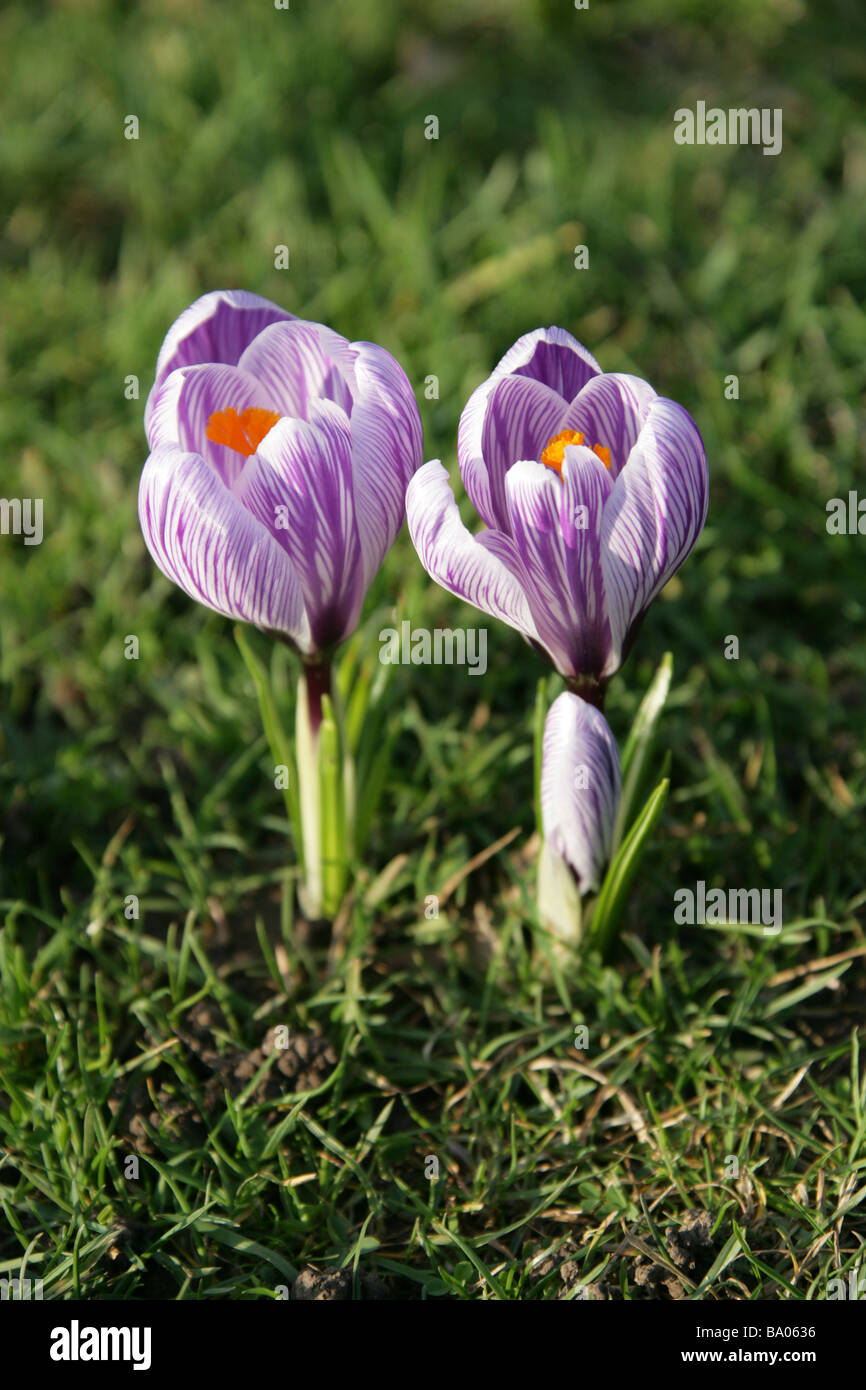 Les Crocus blanc à rayures violettes, Crocus vernus 'Pickwick', Crocoideae, Iridaceae Banque D'Images