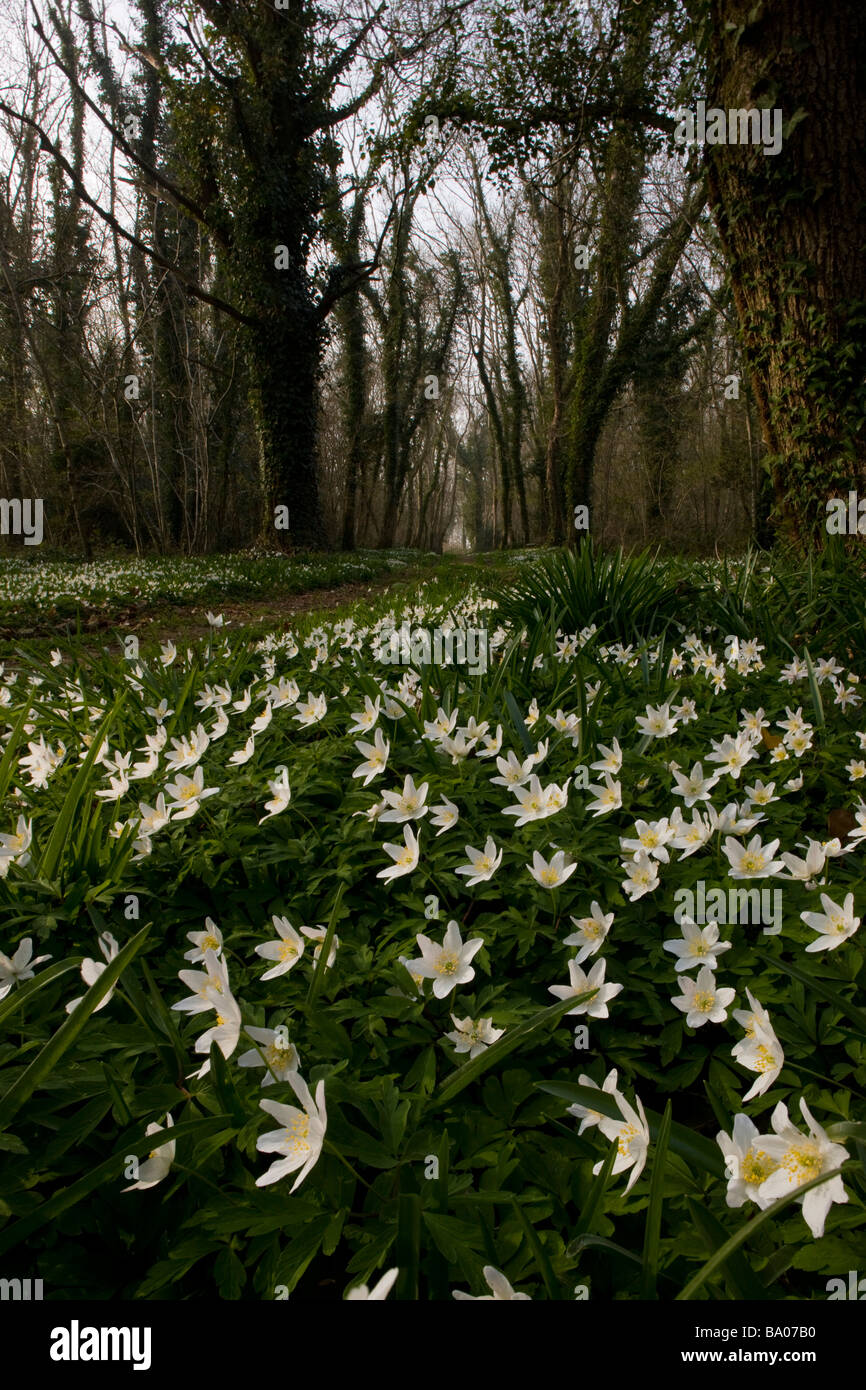 Belle masse de bois Anemone nemorosa Anémone des bois taillis dans au printemps Ashley Wood Nature Reserve Dorset Banque D'Images