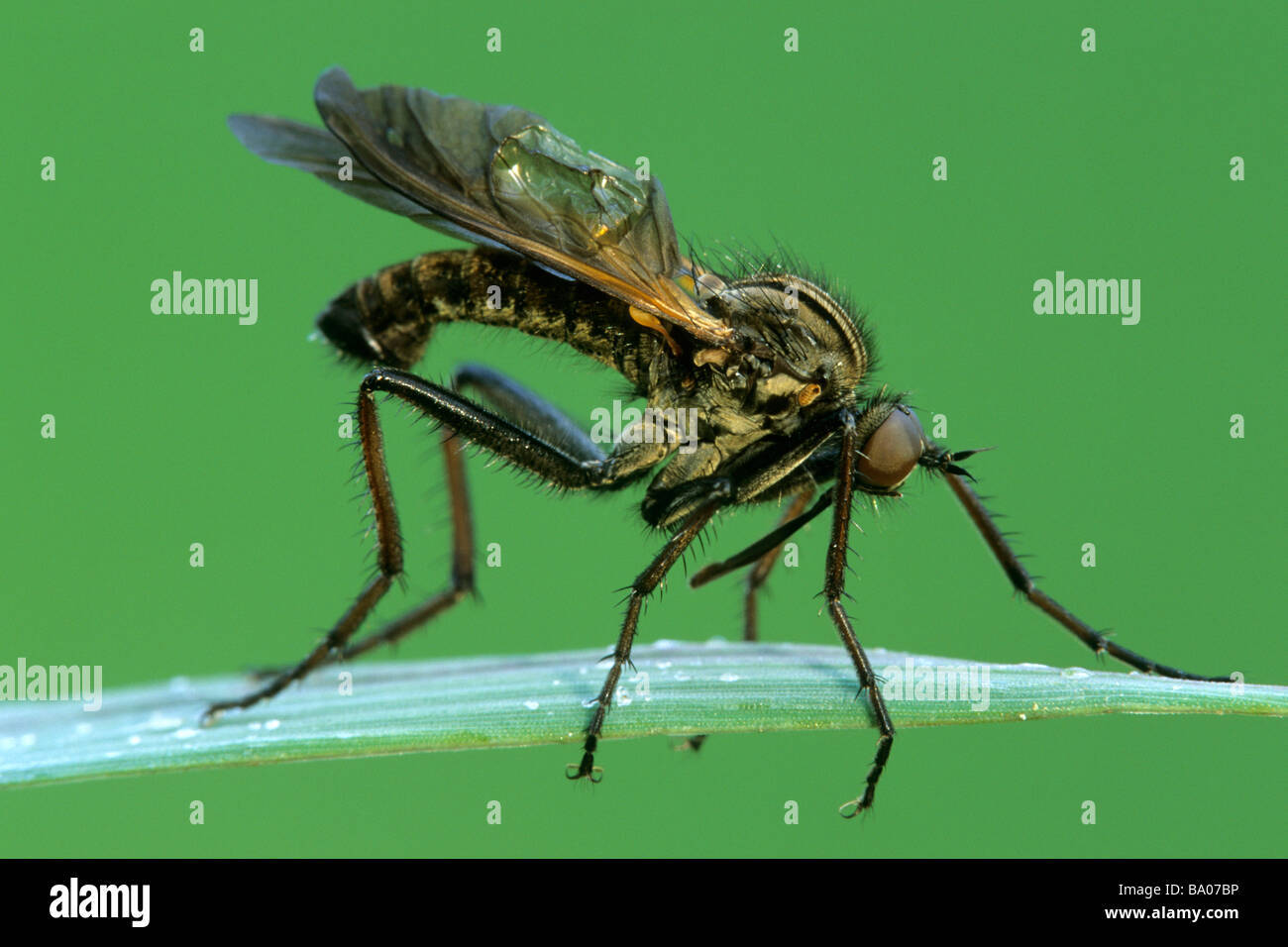 Robber Fly (Asilidae), des profils accroché à une tige Banque D'Images