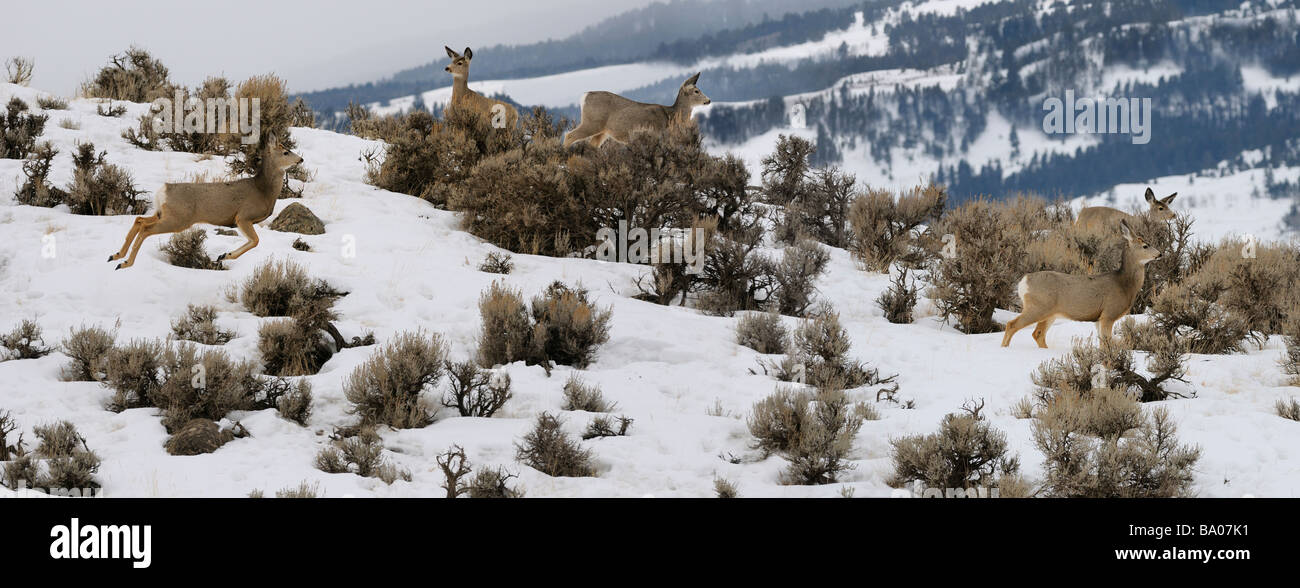 Panorama de l'oeil vigilant des cerfs-mulets sautant dans l'armoise tôt le matin à jardine road gardiner montana en hiver Banque D'Images