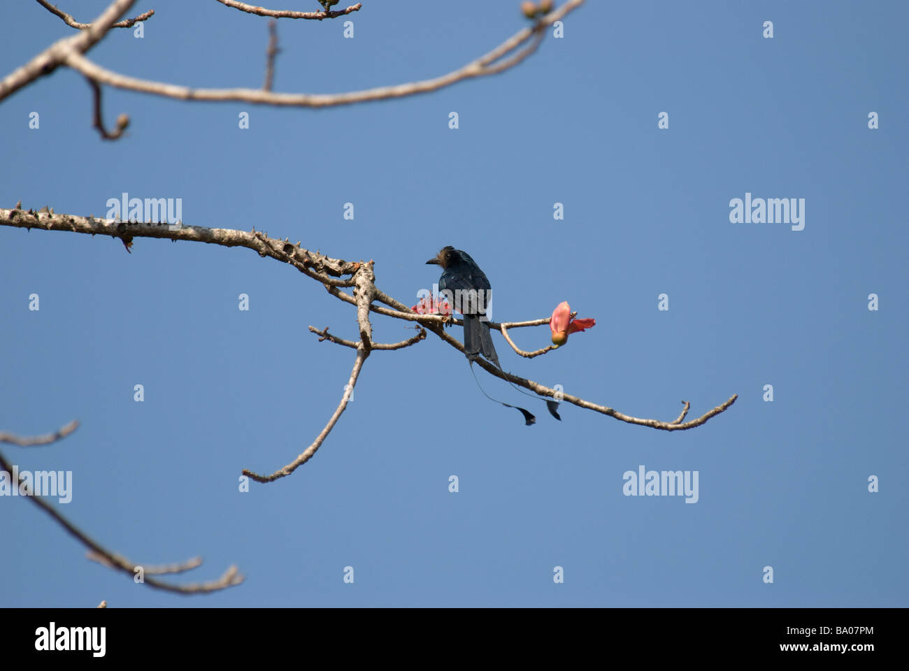 Plus de racket-tailed Drongo Dicrurus paradiseus assis sur une branche parc national de Sanjay Gandhi Mumbai Inde Banque D'Images