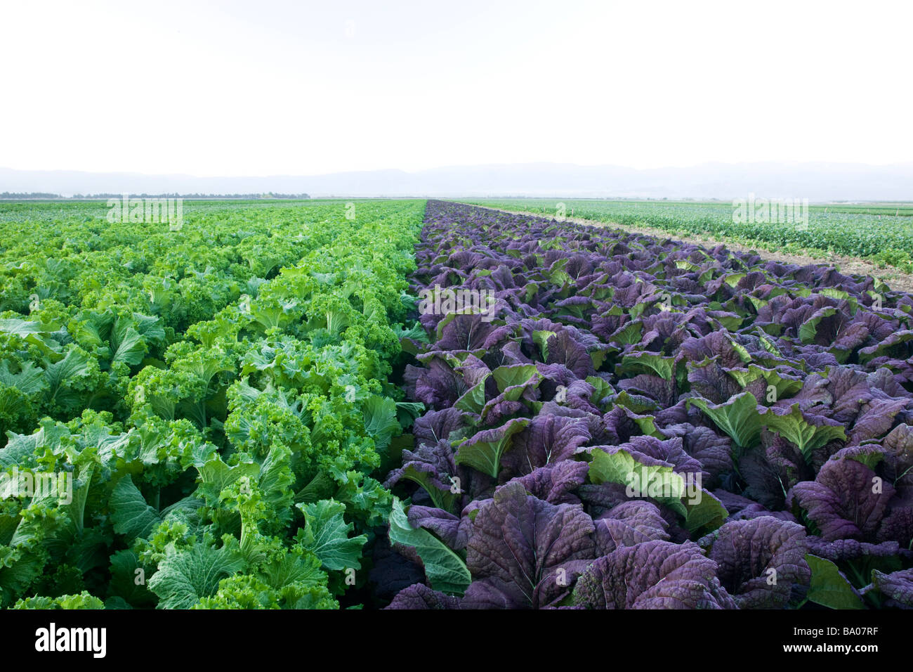 Moutardes, Green & growing in field, violet Banque D'Images