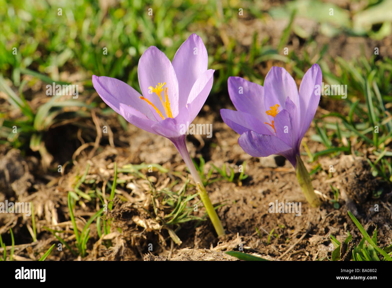 Crocus d'automne les fleurs dans un pâturage de montagne Pyrénées Aran Lleida Espagne Banque D'Images