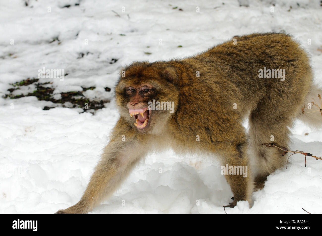 Mâle agressif de Barbary Macaque (Macaca sylvanus) dans la neige à la forêt de cèdres, Azrou, Maroc Banque D'Images