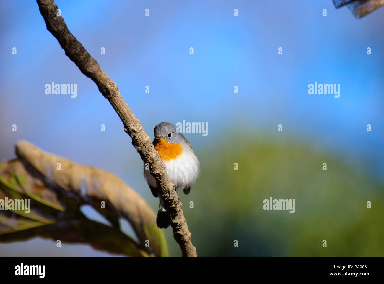 Red-breasted Flycatcher Ficedula parva assis sur une branche sèche Banque D'Images