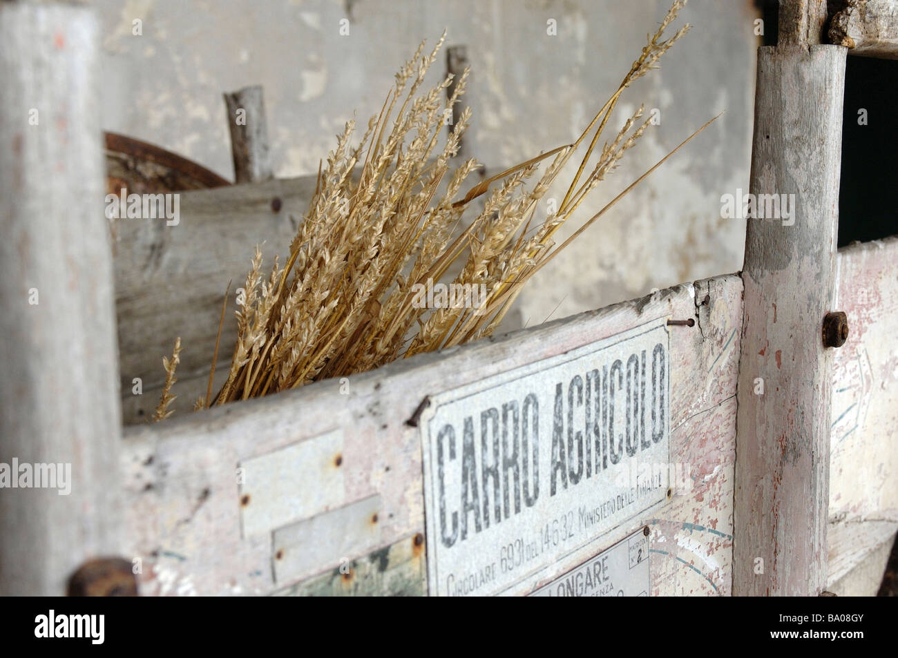 Tiges de maïs dans une vieille ferme italien rustique panier Banque D'Images