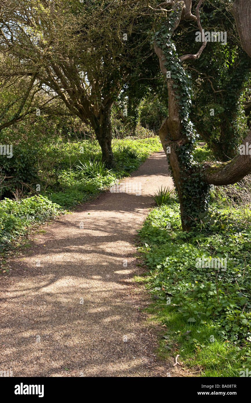 Chemin à travers la forêt d'arbres. Banque D'Images